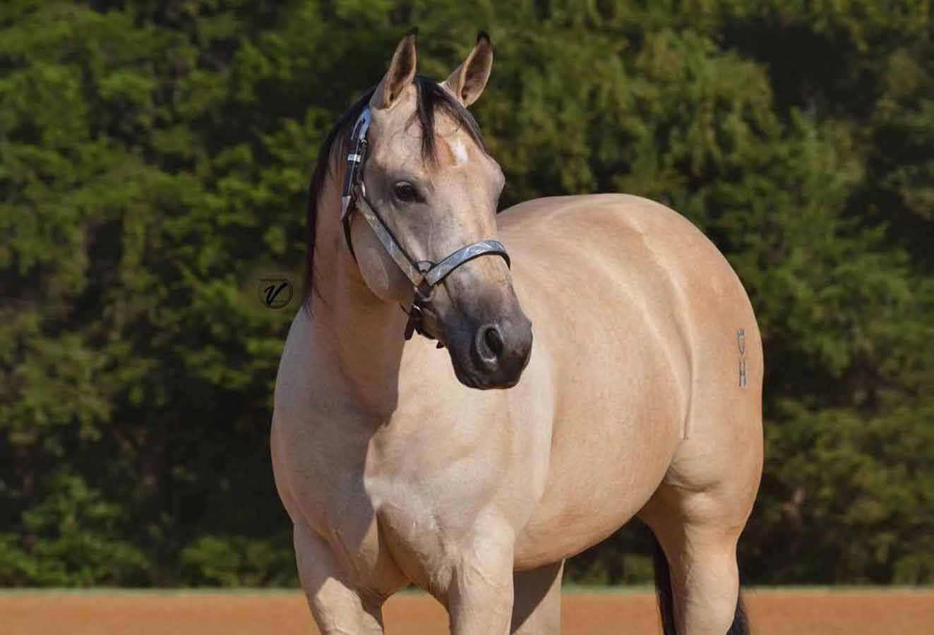 Light tan horse with dark mane wearing a halter, standing outdoors in front of trees