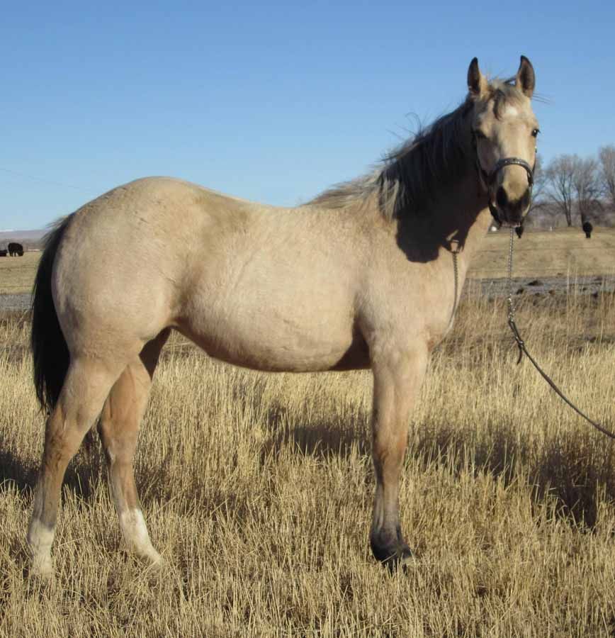 Light tan horse standing in dry grass under a clear blue sky