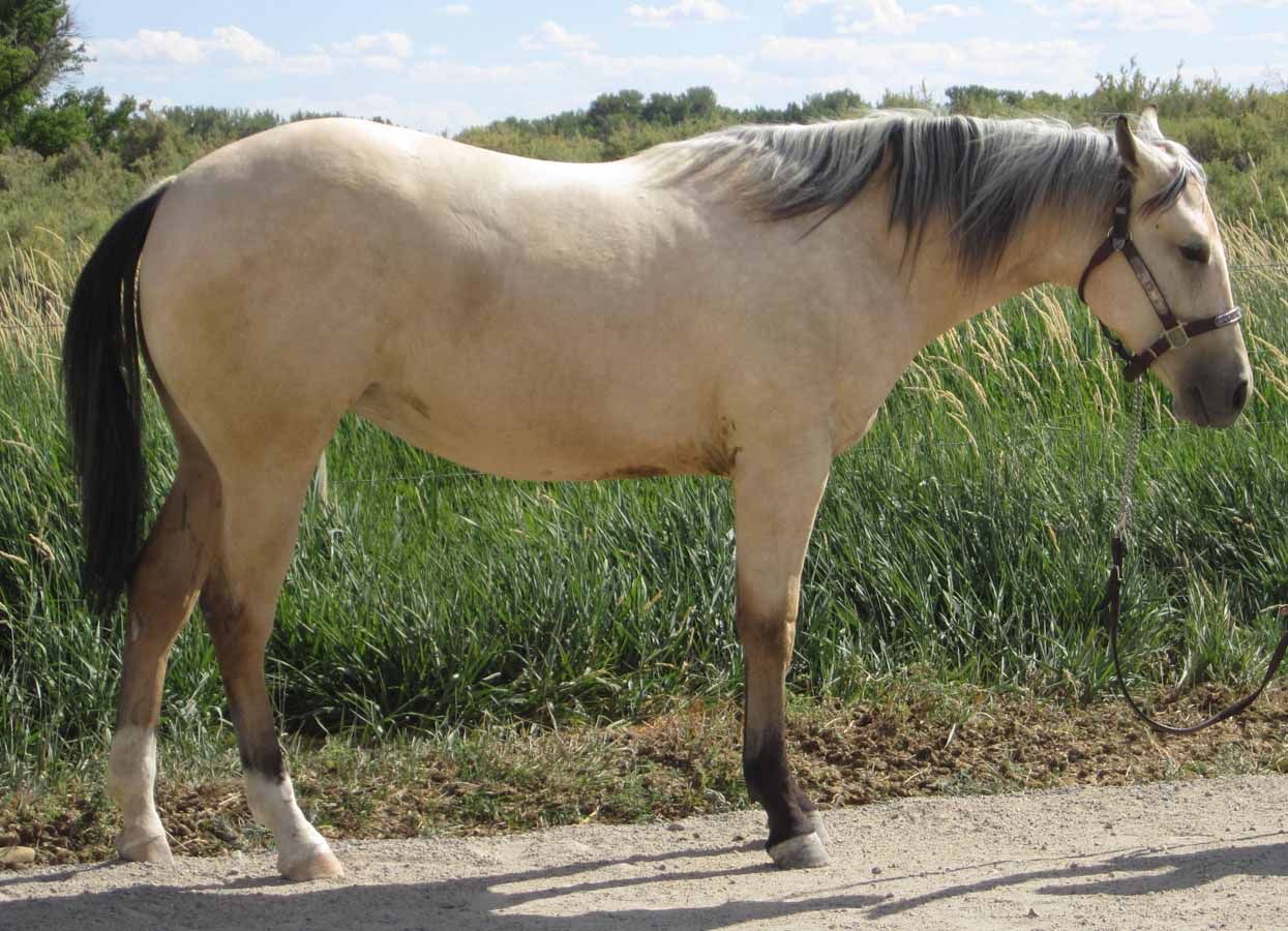 Tan horse with black mane and tail standing on a dirt path beside tall grass