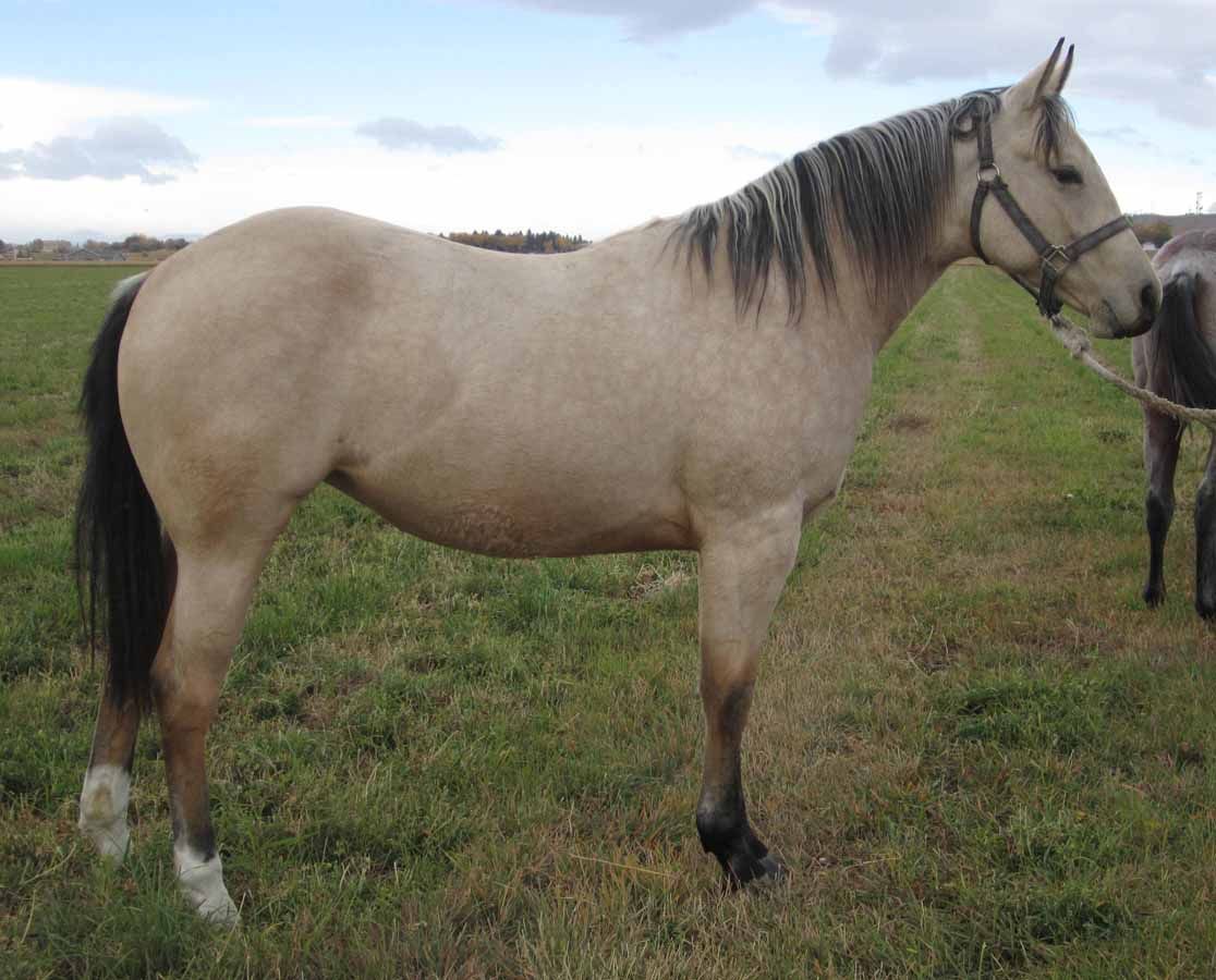 Light tan horse standing in a grassy field, wearing a halter, side view.