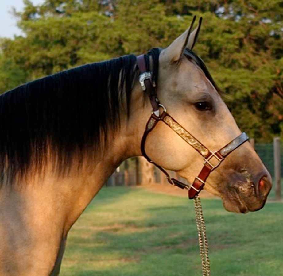Profile of a tan horse with a black mane wearing a halter in a grassy field at sunset