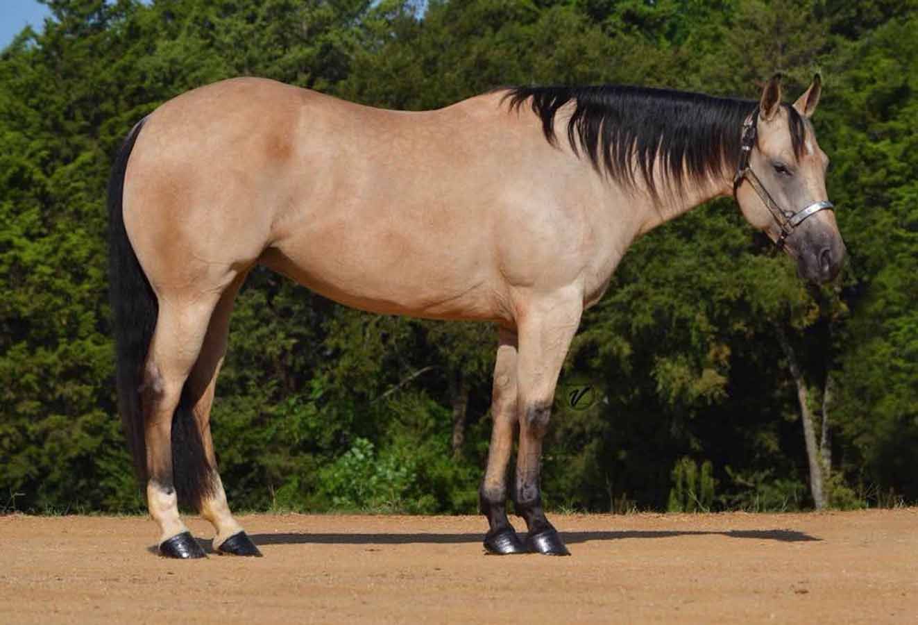 Light tan horse with black mane and legs standing on a dirt path by trees