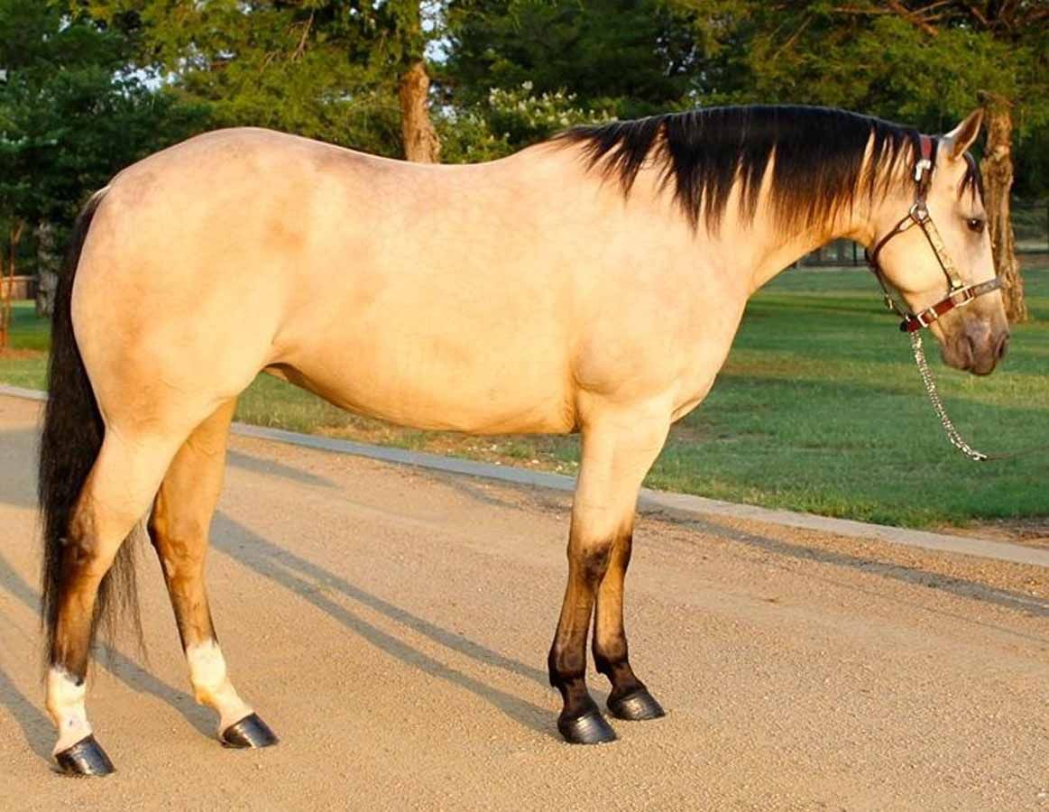 Tan horse with black mane stands on a road beside green grass.