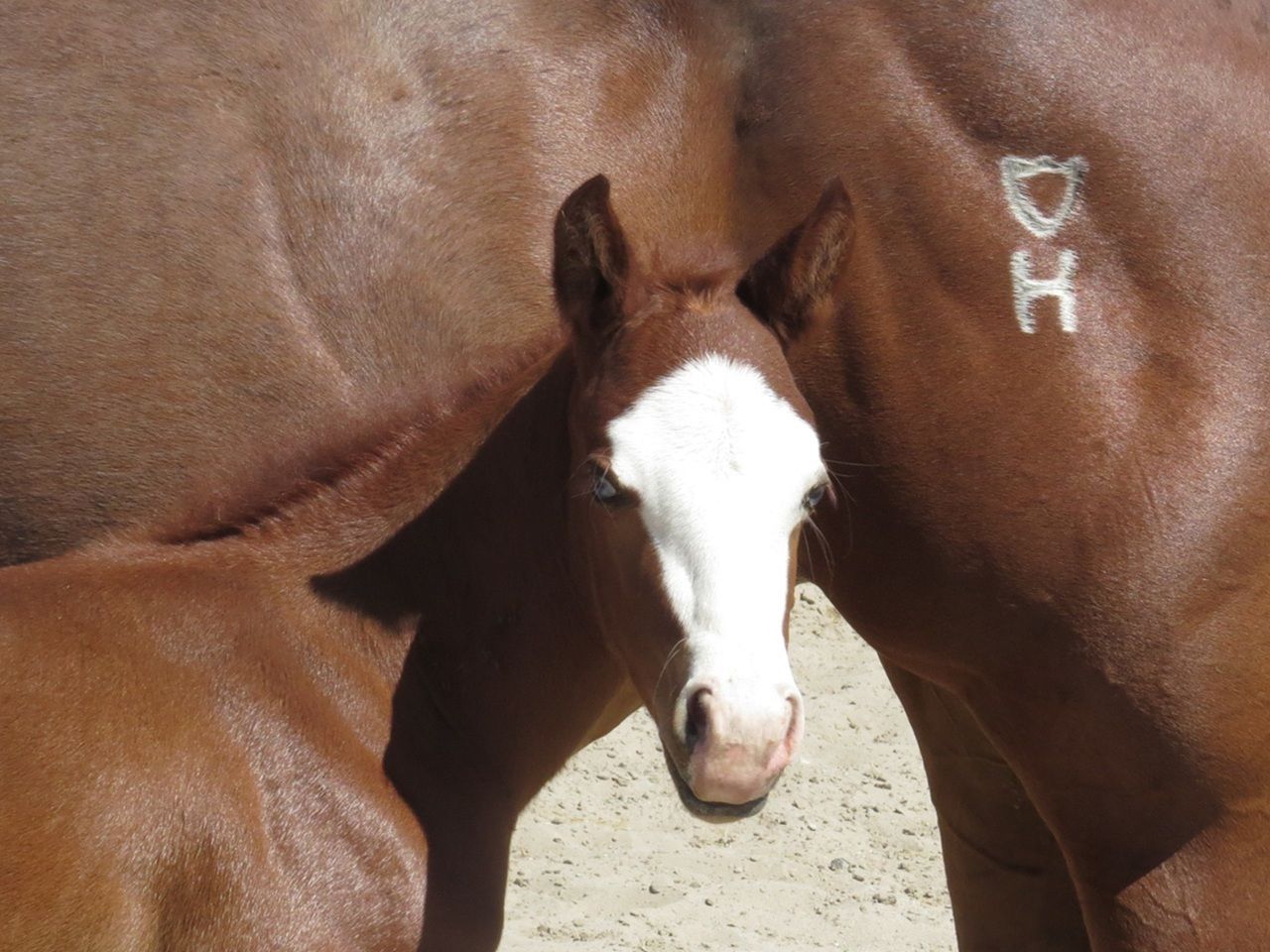 reining-horse-prospects-for-sale