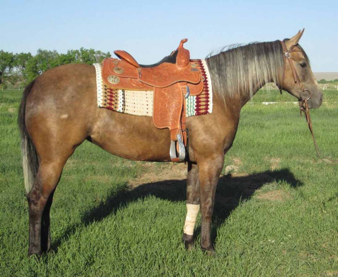Brown horse wearing a Western saddle standing in a grassy field under a blue sky