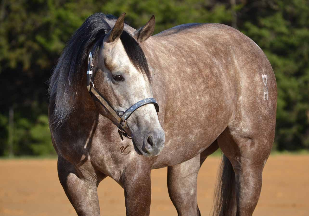 Brown horse standing outdoors with a black mane and halter, looking toward the camera