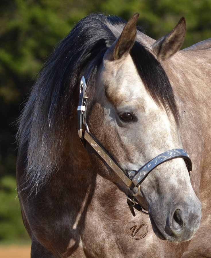 Close-up of a tan horse with a dark mane wearing a bridle.
