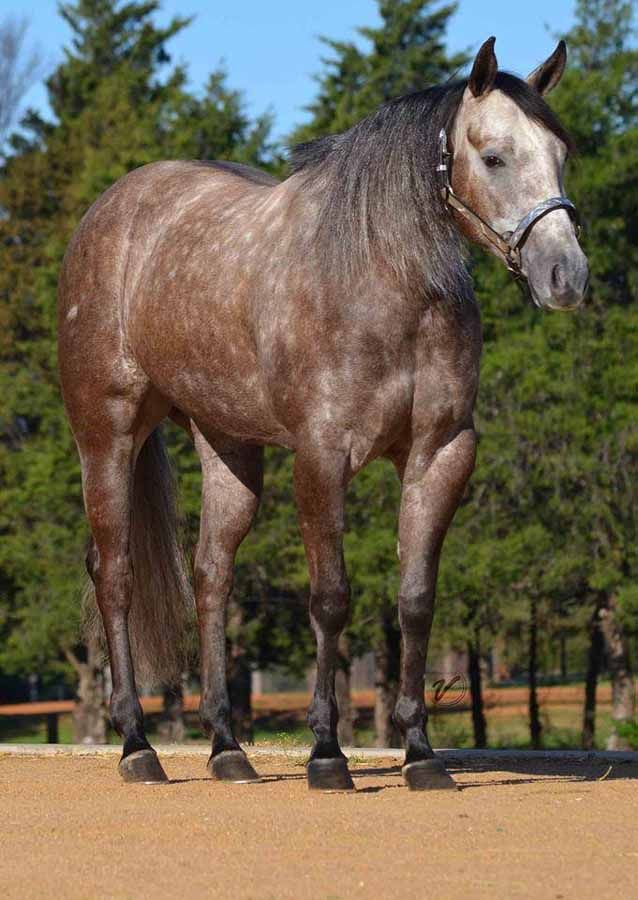 Gray horse standing on a dirt path with trees in the background