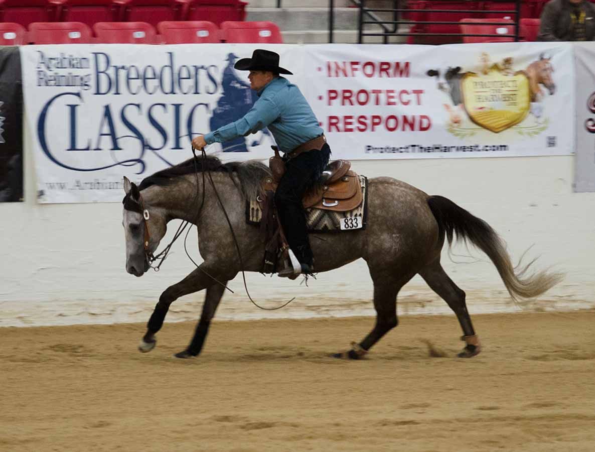 Cowboy riding a gray horse in an indoor arena during a cutting competition