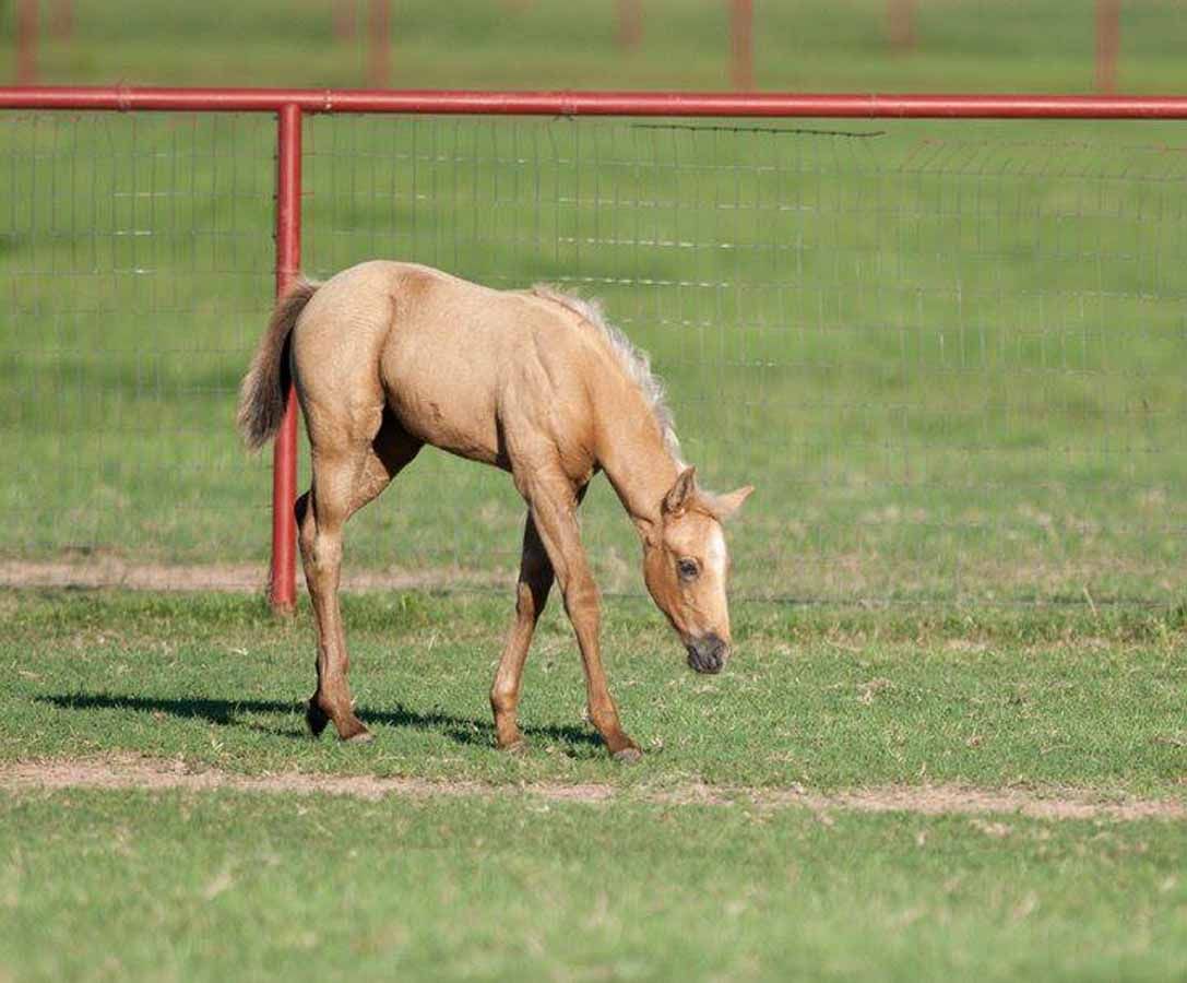 Tan horse grazing on green pasture near a red fence