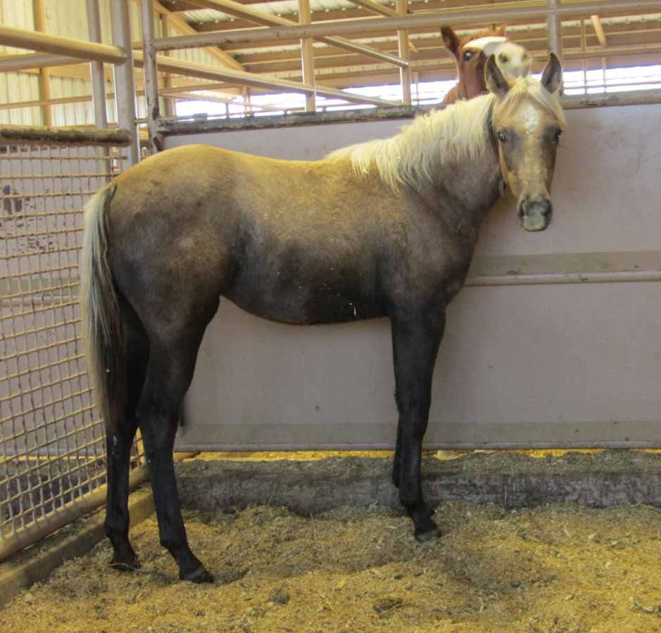Horse standing in a stall, tan with dark legs and mane, facing the camera.