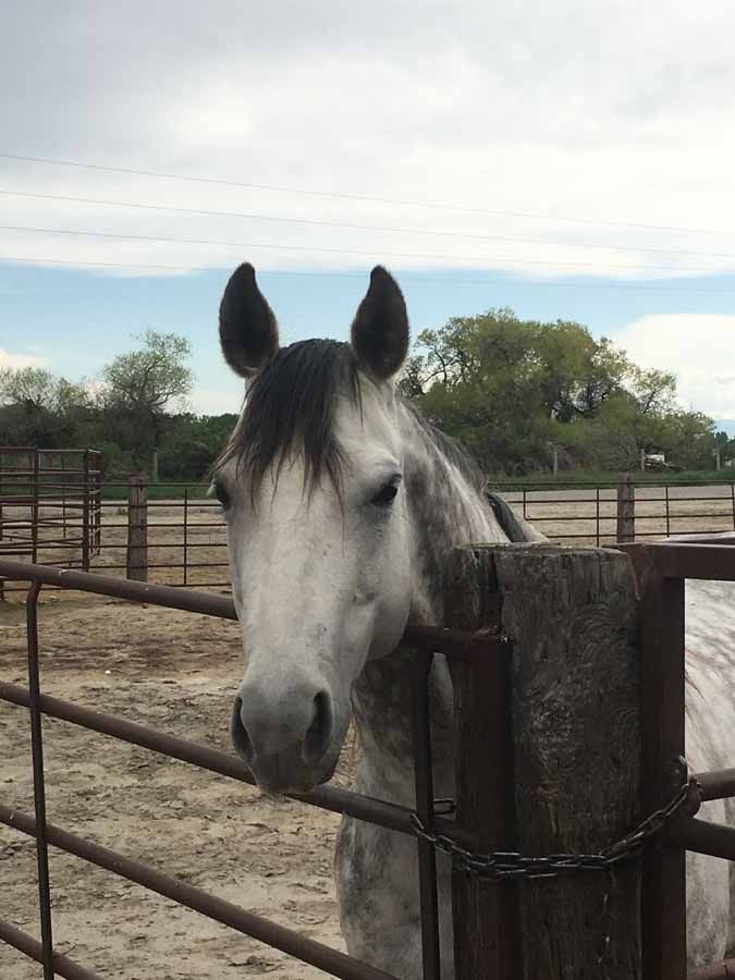 White horse with black mane standing beside a wooden fence in a paddock