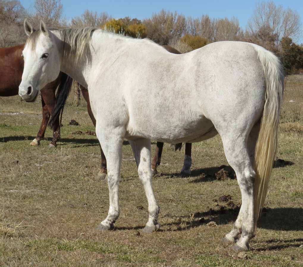 White horse standing in a grassy field with another horse partially visible behind it