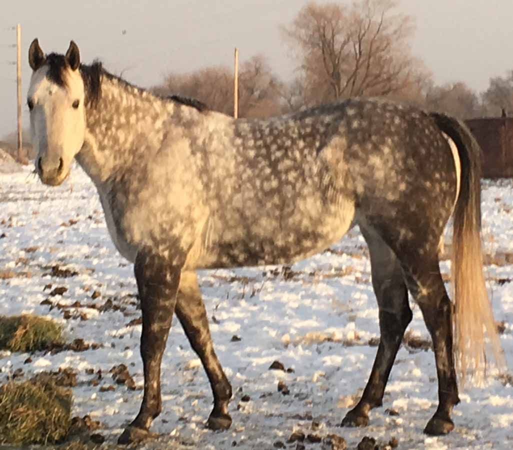 Gray dappled horse standing in a snowy field at sunset