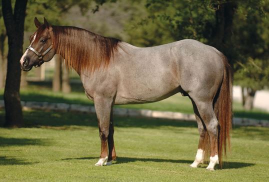 Brown horse standing on grass in a sunlit field with trees in the background