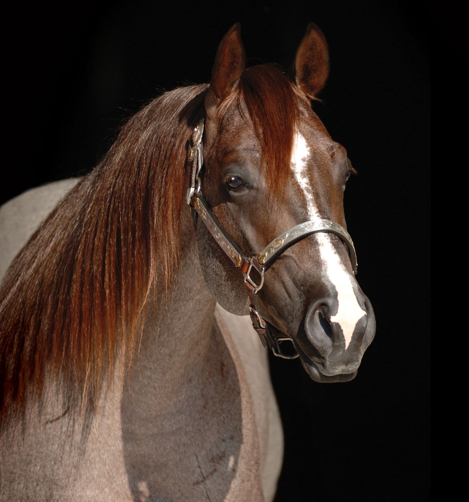 Portrait of a gray horse with a chestnut mane and white blaze against a black background