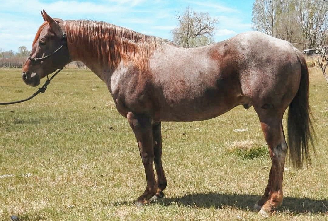 Brown and gray horse standing in a grassy field with a bridle on, viewed in profile