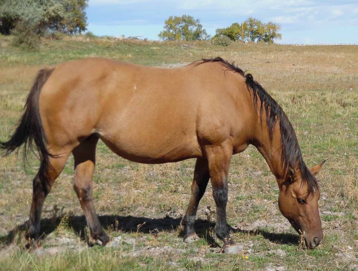 Brown horse grazing in a grassy field under a clear sky