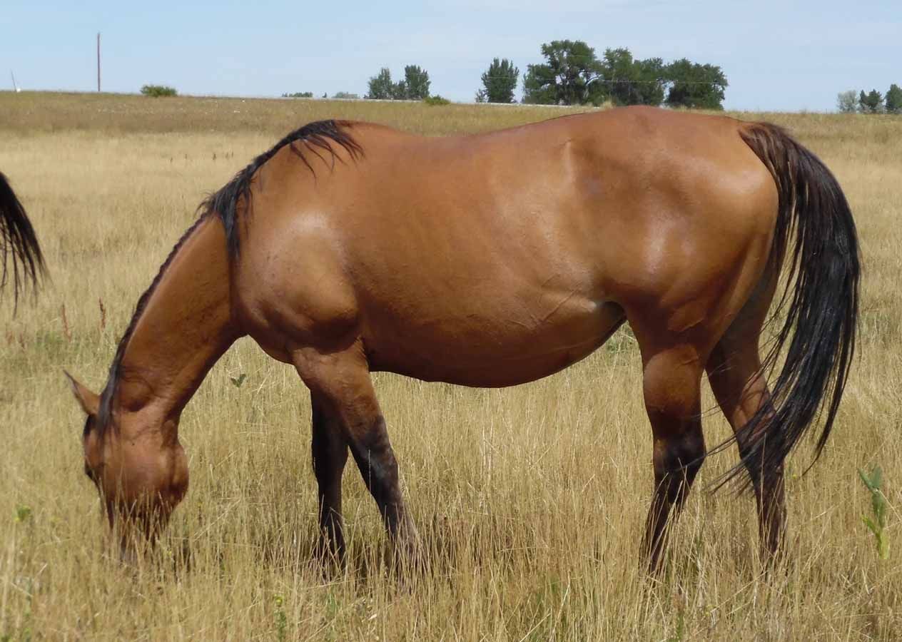Brown horse grazing in a grassy field under a clear sky