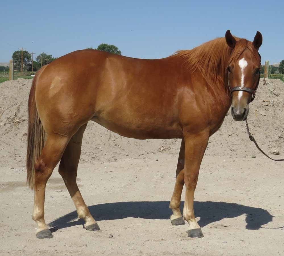 Brown horse standing in a sandy paddock, wearing a bridle and lead rope.