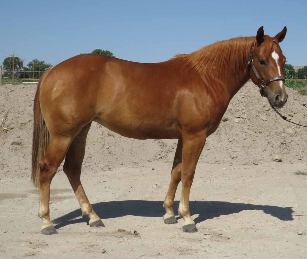 Brown horse standing in a sandy outdoor paddock, facing right, wearing a halter.