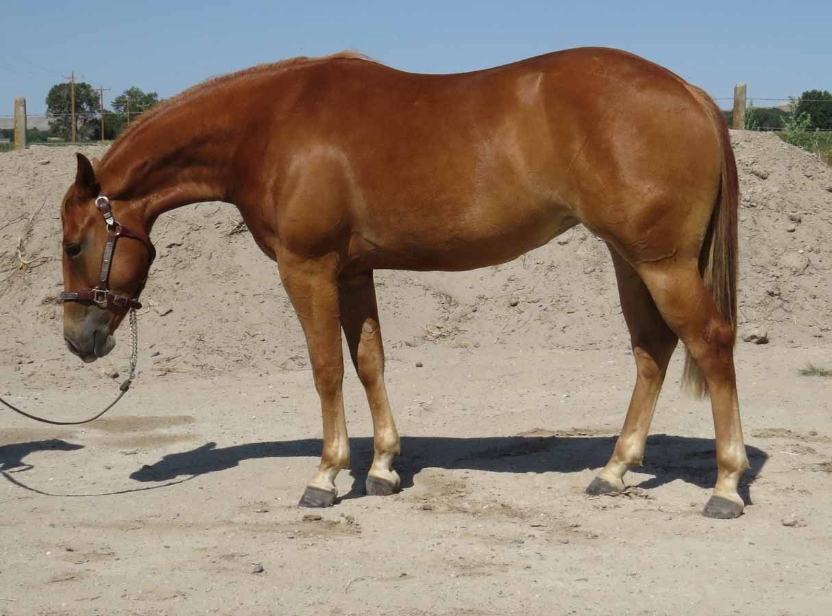 Brown horse standing with head lowered in a sandy paddock under a clear sky