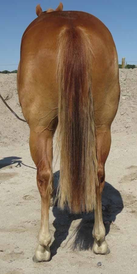 Rear view of a brown horse standing on sandy ground, showing its tail and hind legs.