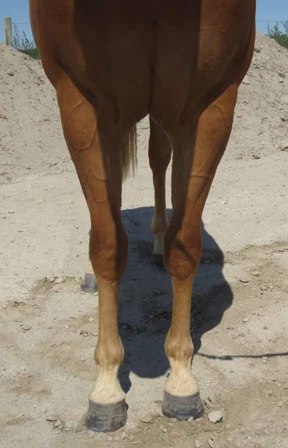 Front view of a brown horse’s legs standing on sandy ground in bright sunlight