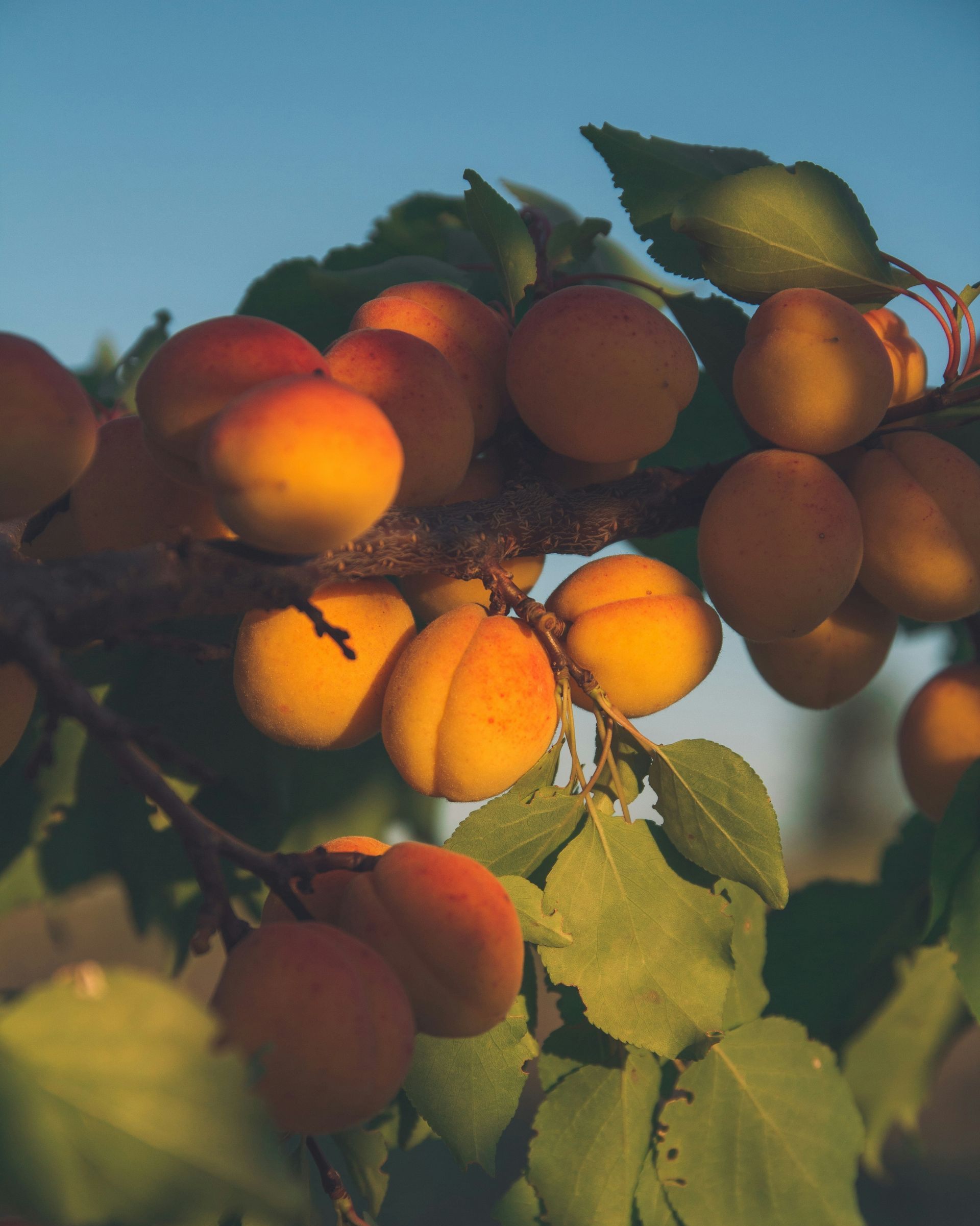 Soft apricot tree blossoms representing hope and new beginnings in binge eating recovery for highly sensitive people