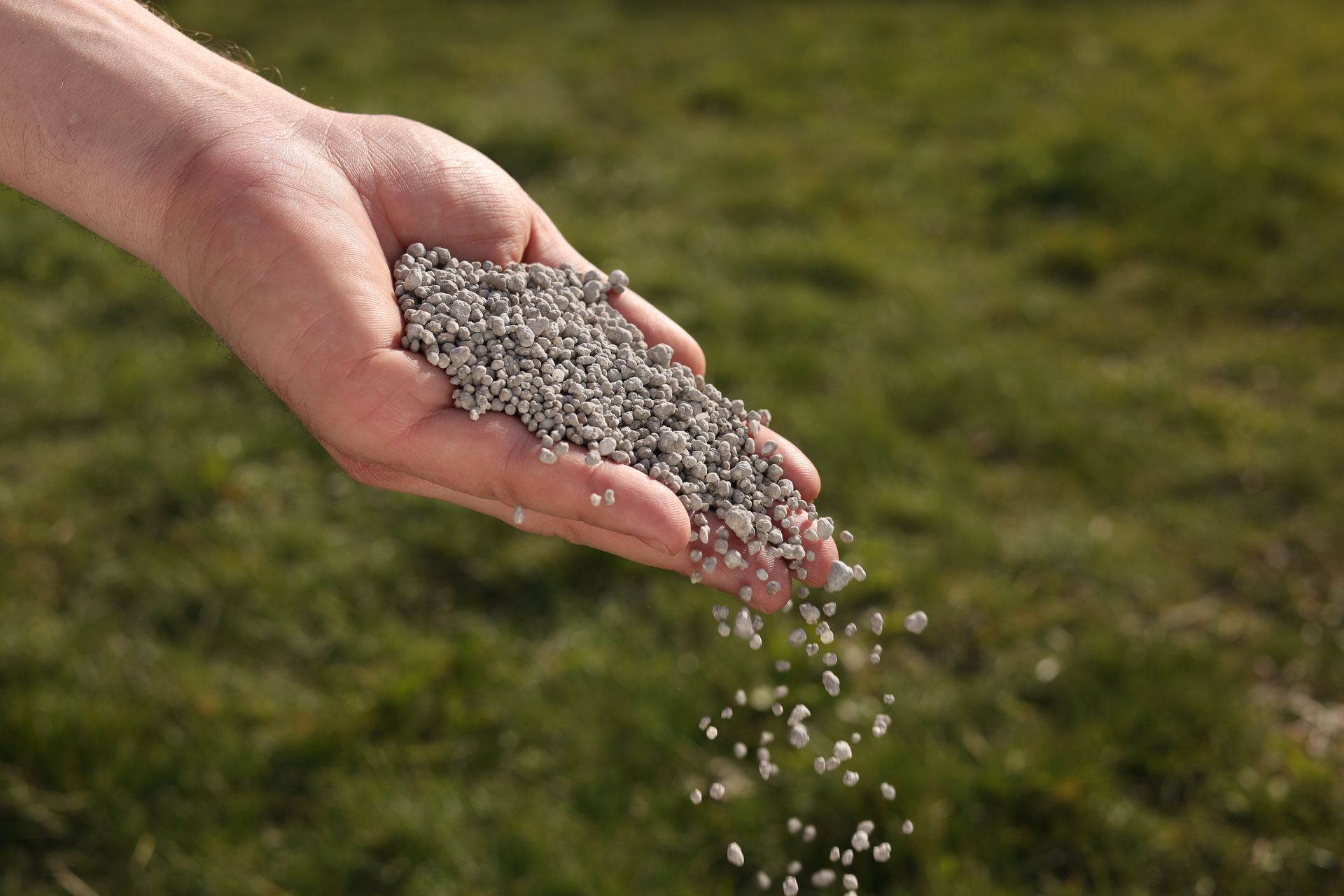Hand pouring gray seeds onto green grass outdoors