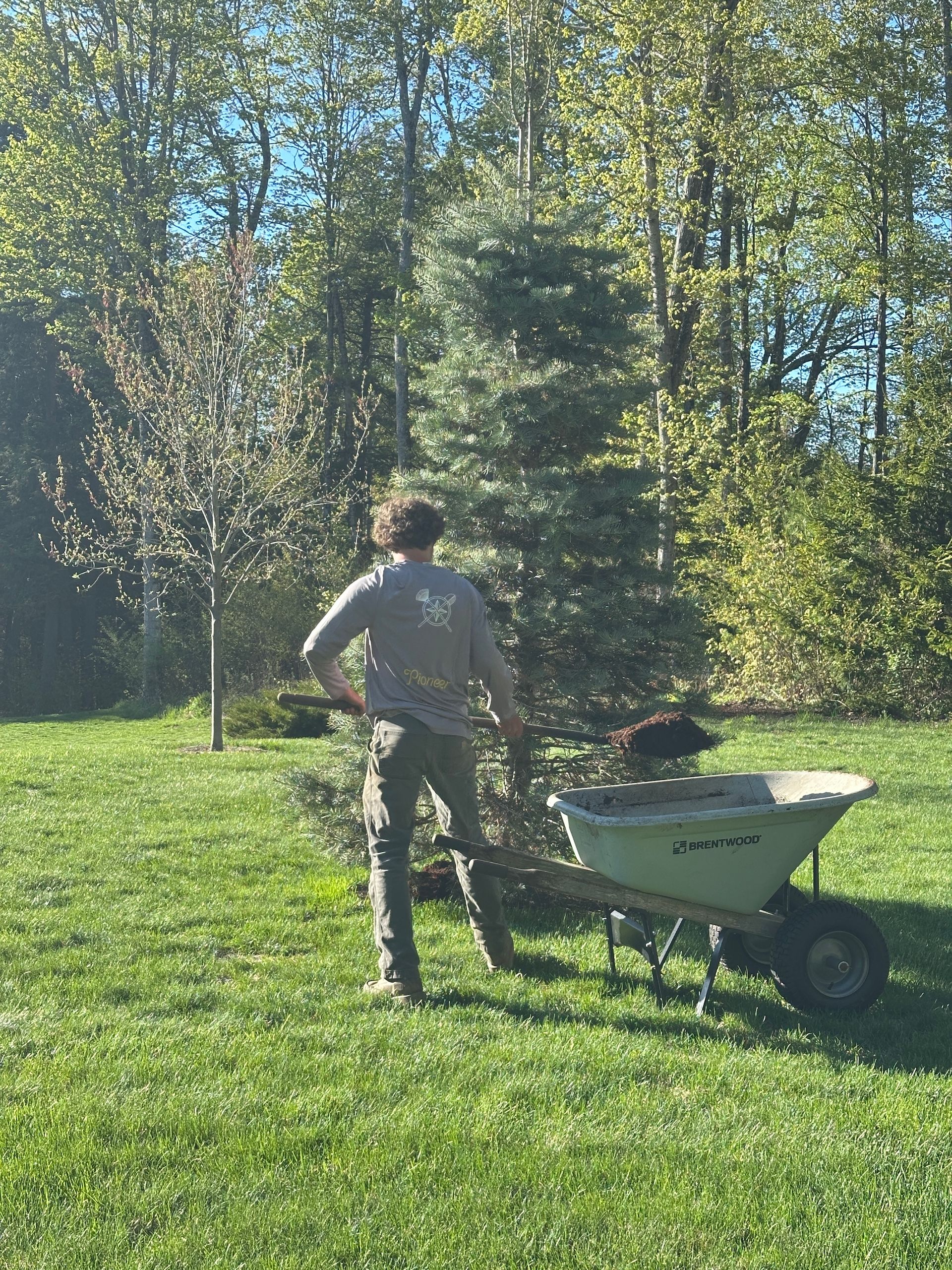 Person pushing a wheelbarrow across a grassy lawn with tall trees in the background