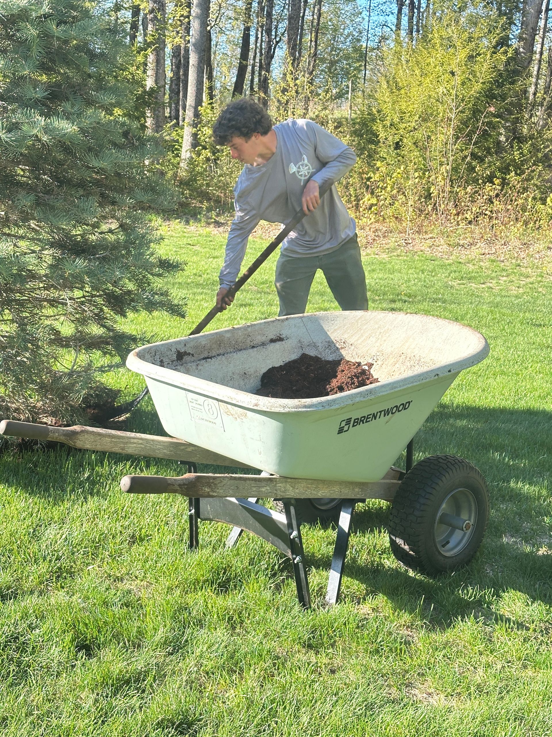 Person shoveling compost into a wheelbarrow in a sunny garden