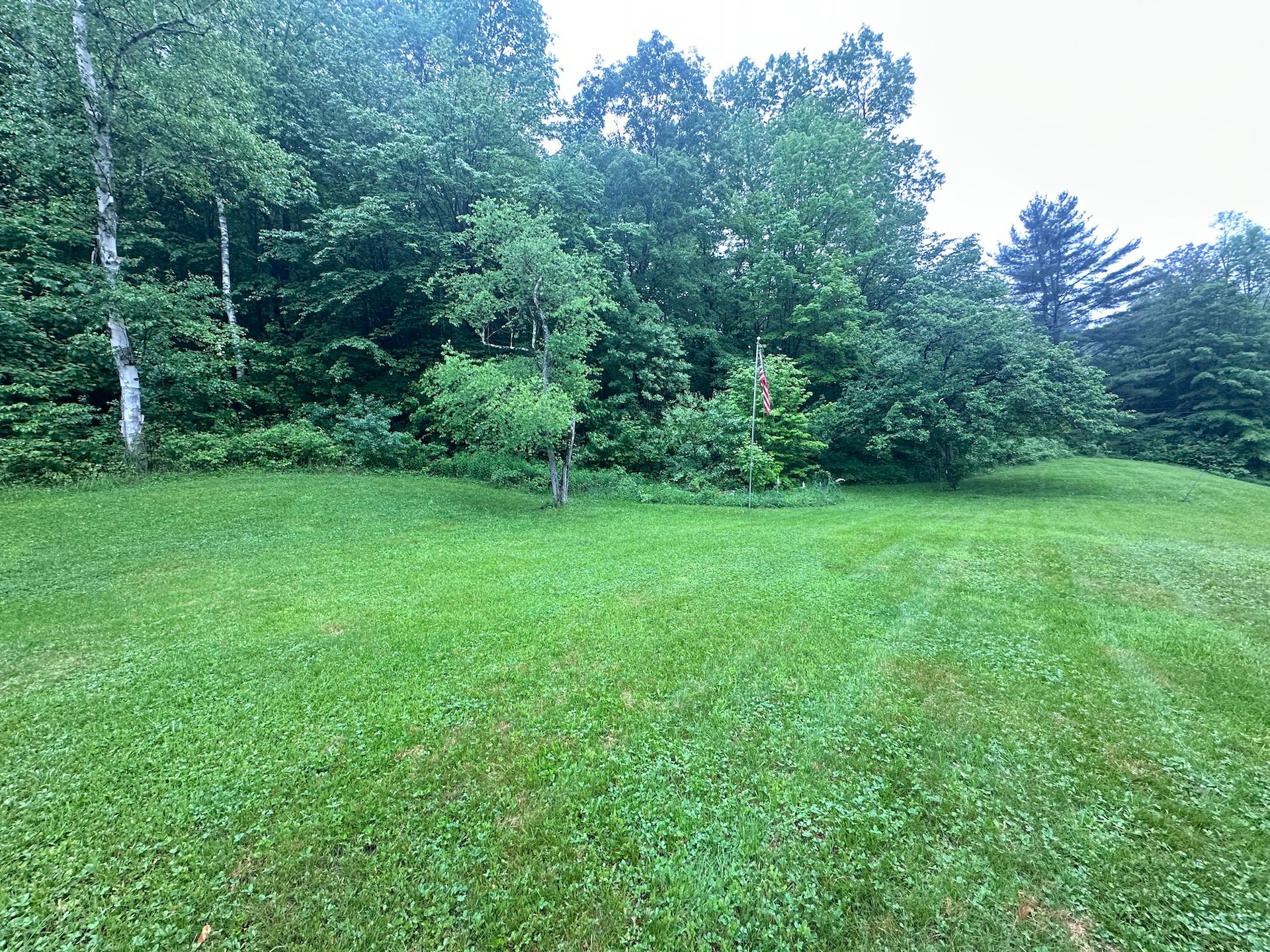 Grassy field bordered by dense green trees under a bright sky