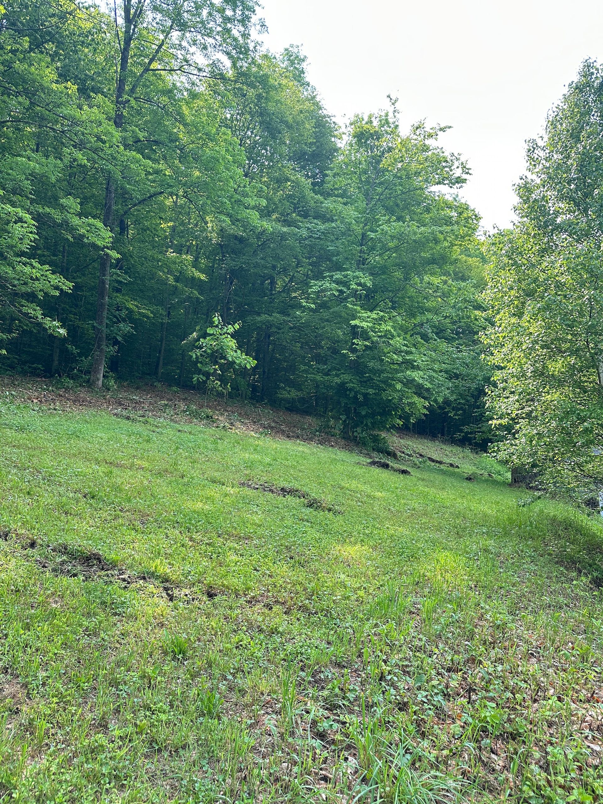 Grassy hillside bordered by dense green trees and shrubs