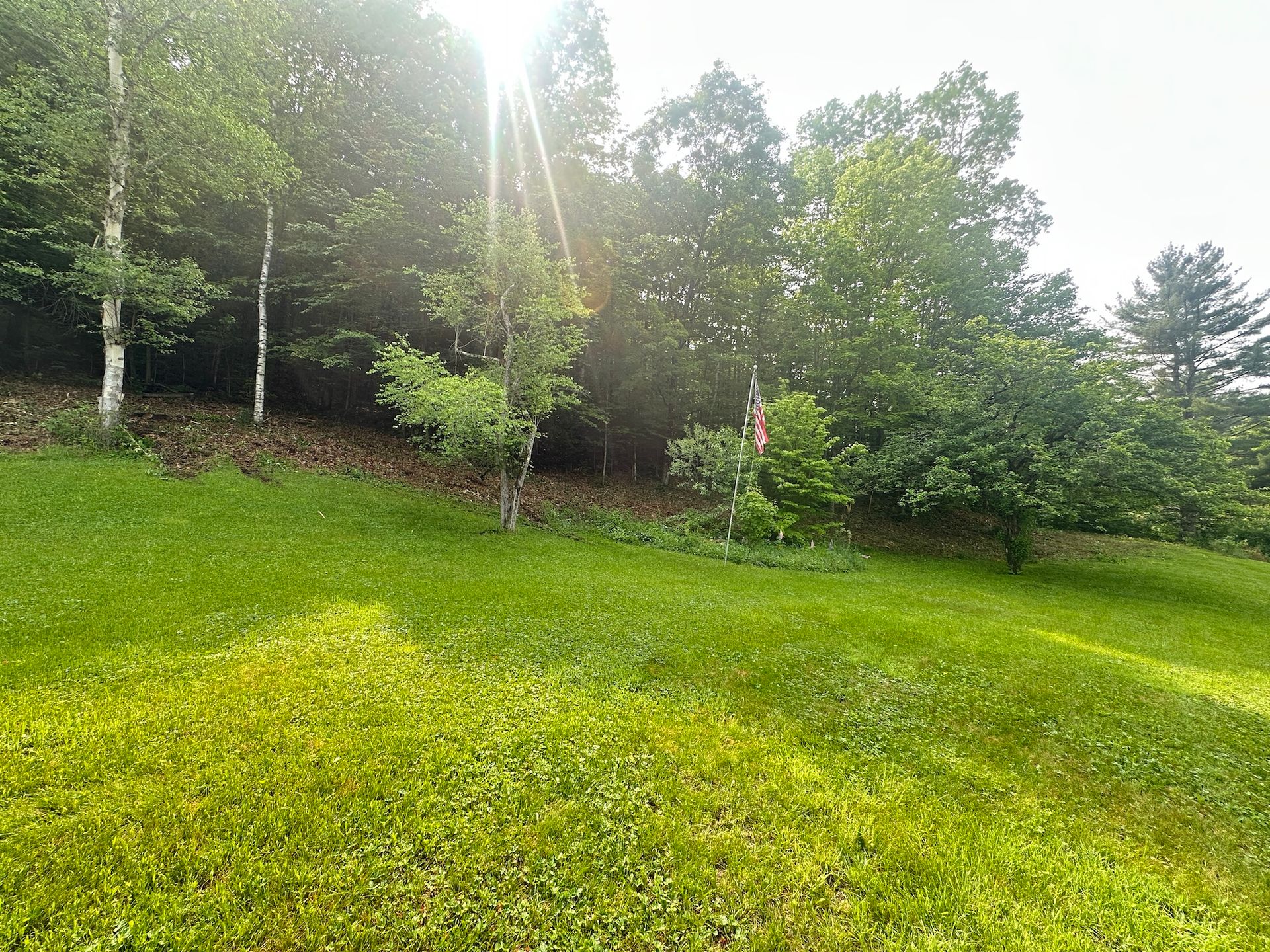 Sunlit green grassy hillside with trees and dense forest in the background