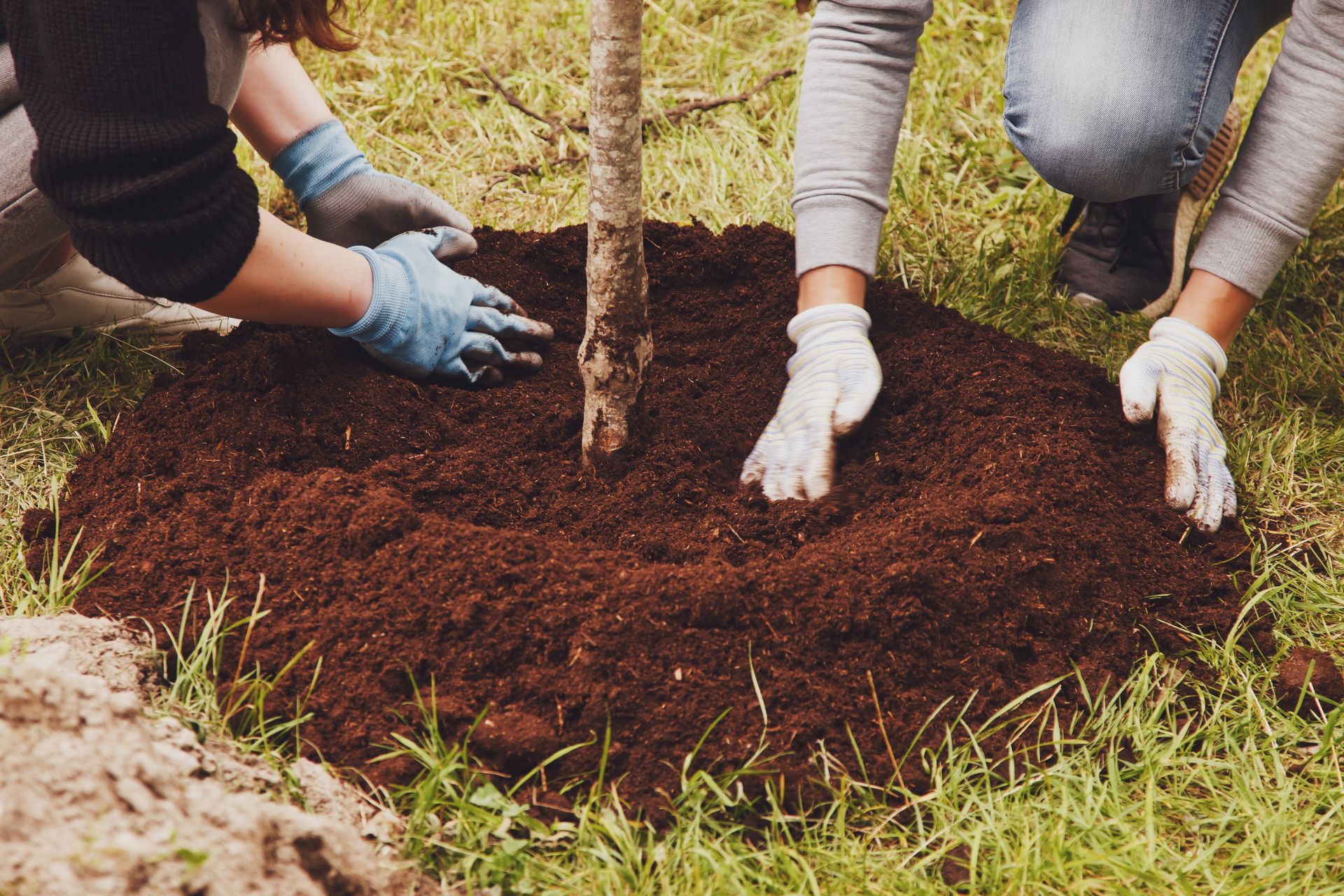 People planting a sapling in a garden, hands digging rich soil with gloves on