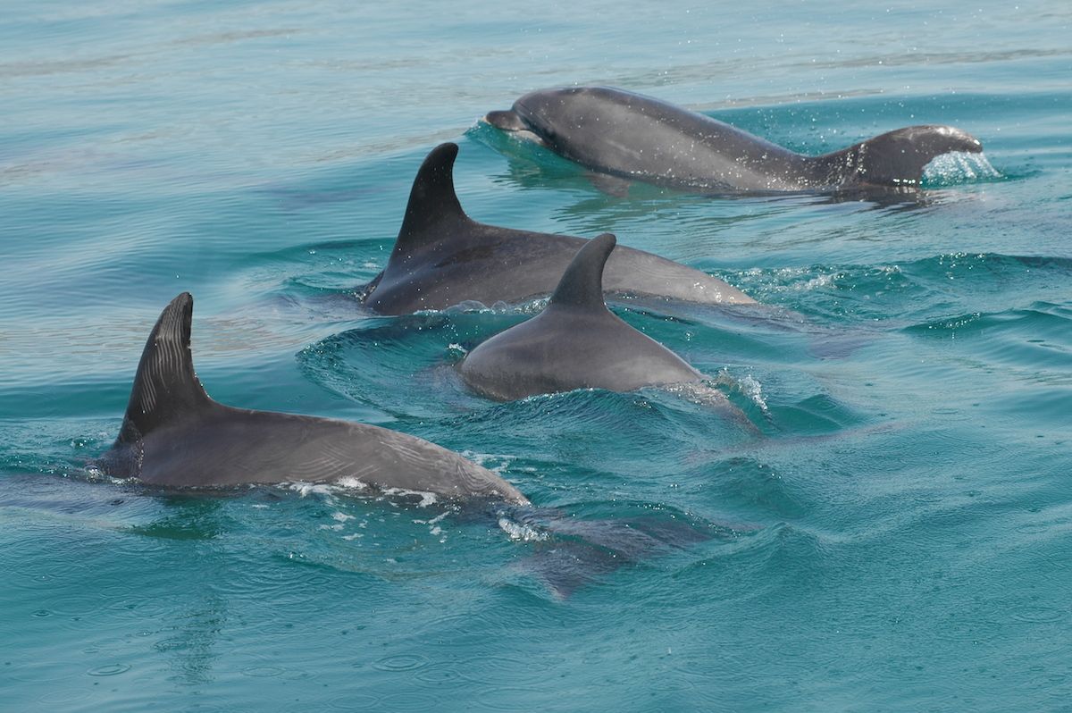 Four dolphins swimming in clear blue water