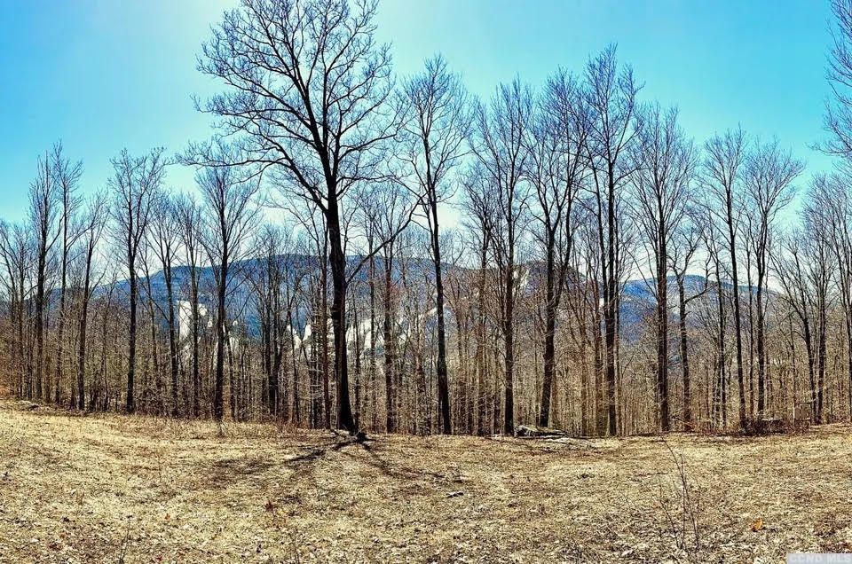 A row of trees without leaves in a field with mountains in the background.