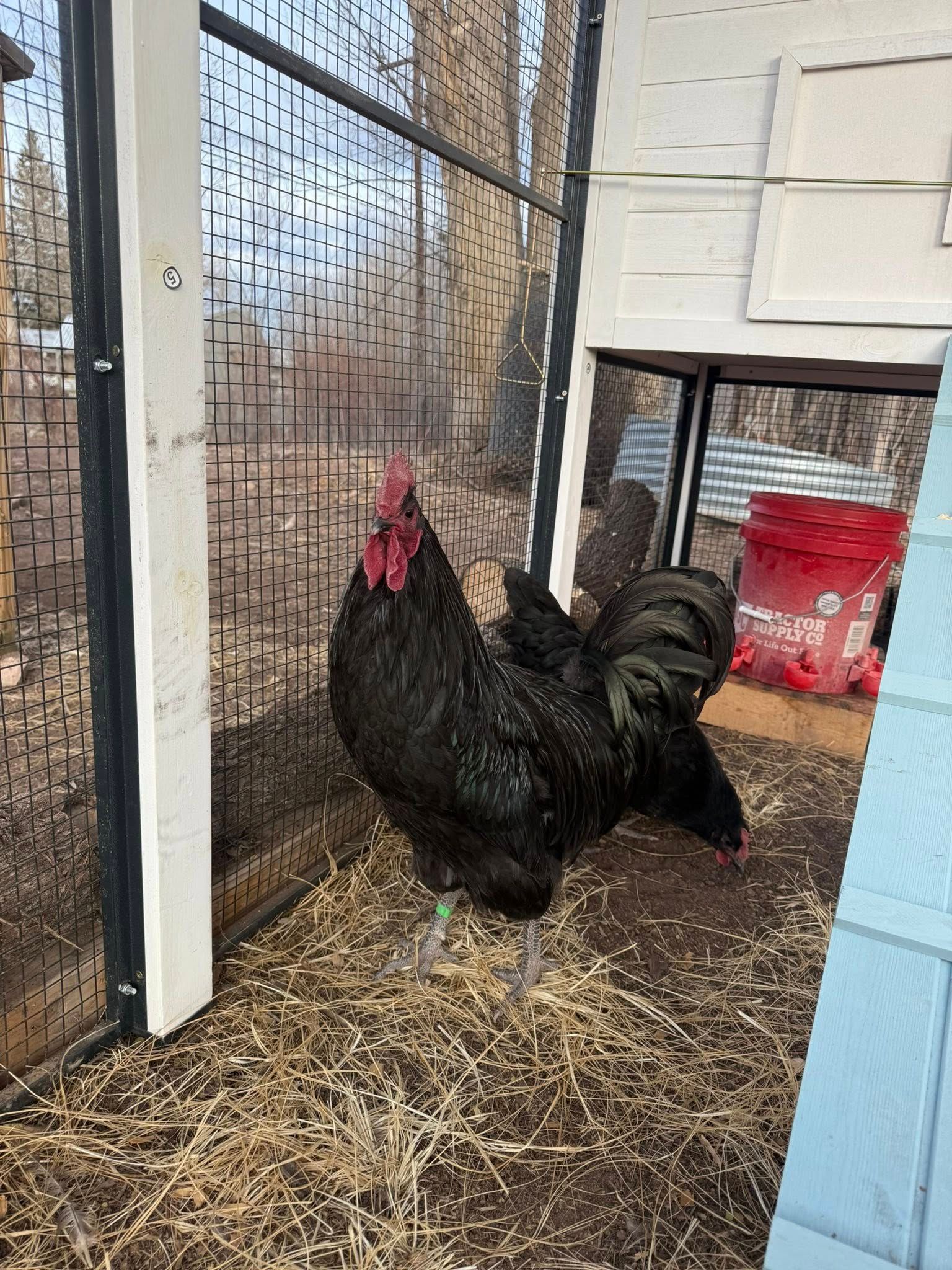 Black Australorp (Straight Run)