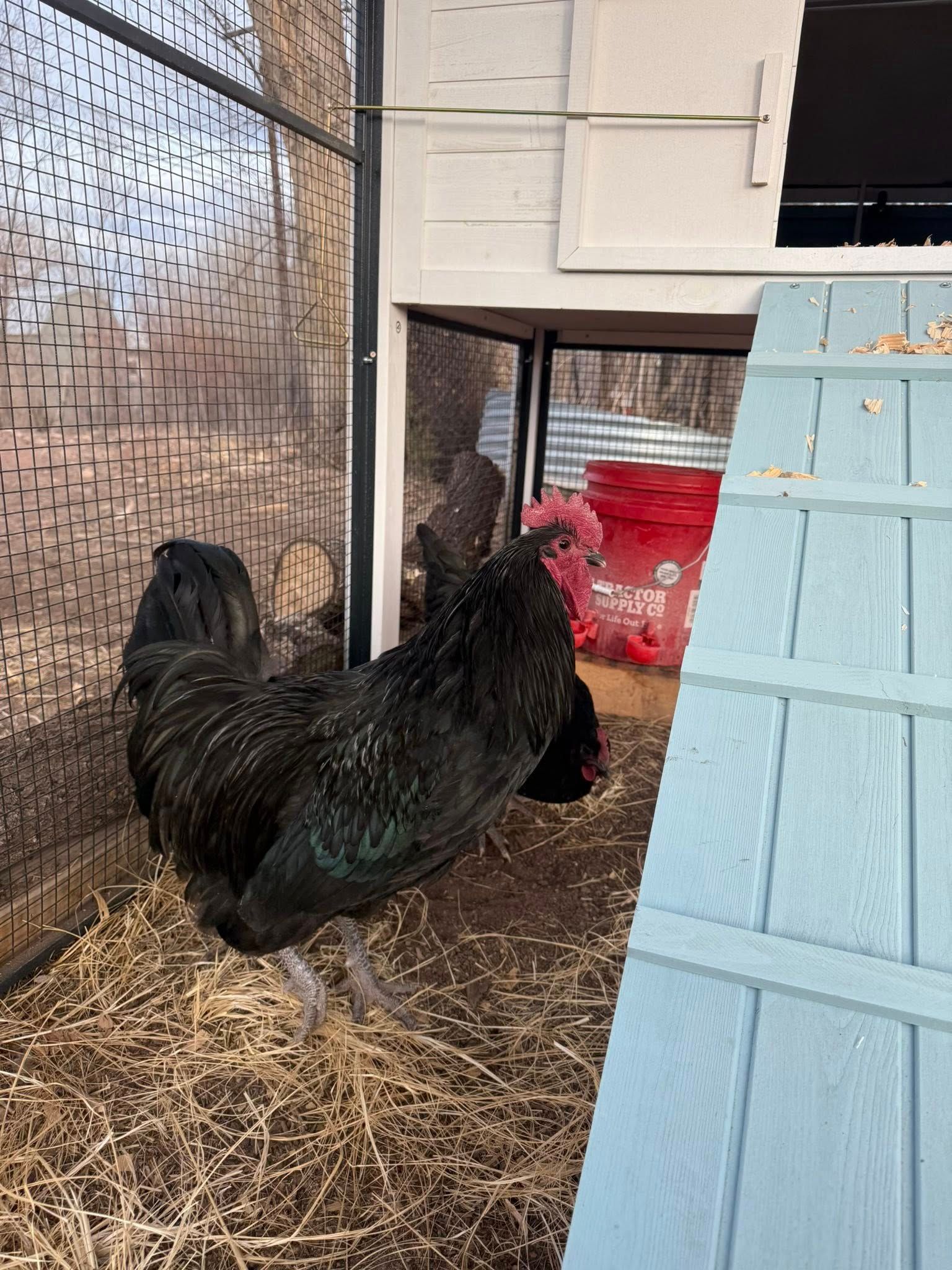 Black Australorp (Straight Run)