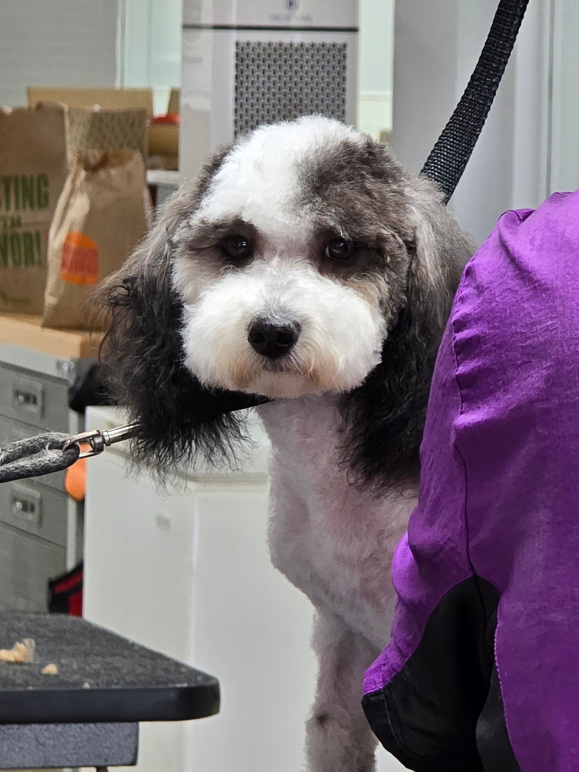Pet Grooming Prices — Checking Dog Clients in Lansing, MI Pet Grooming Prices — Checking Dog Clients in Lansing, MI