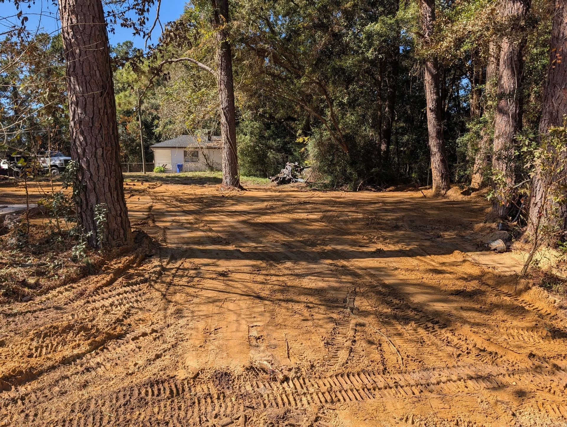 Dirt driveway through tall trees leading to a small house in the distance.