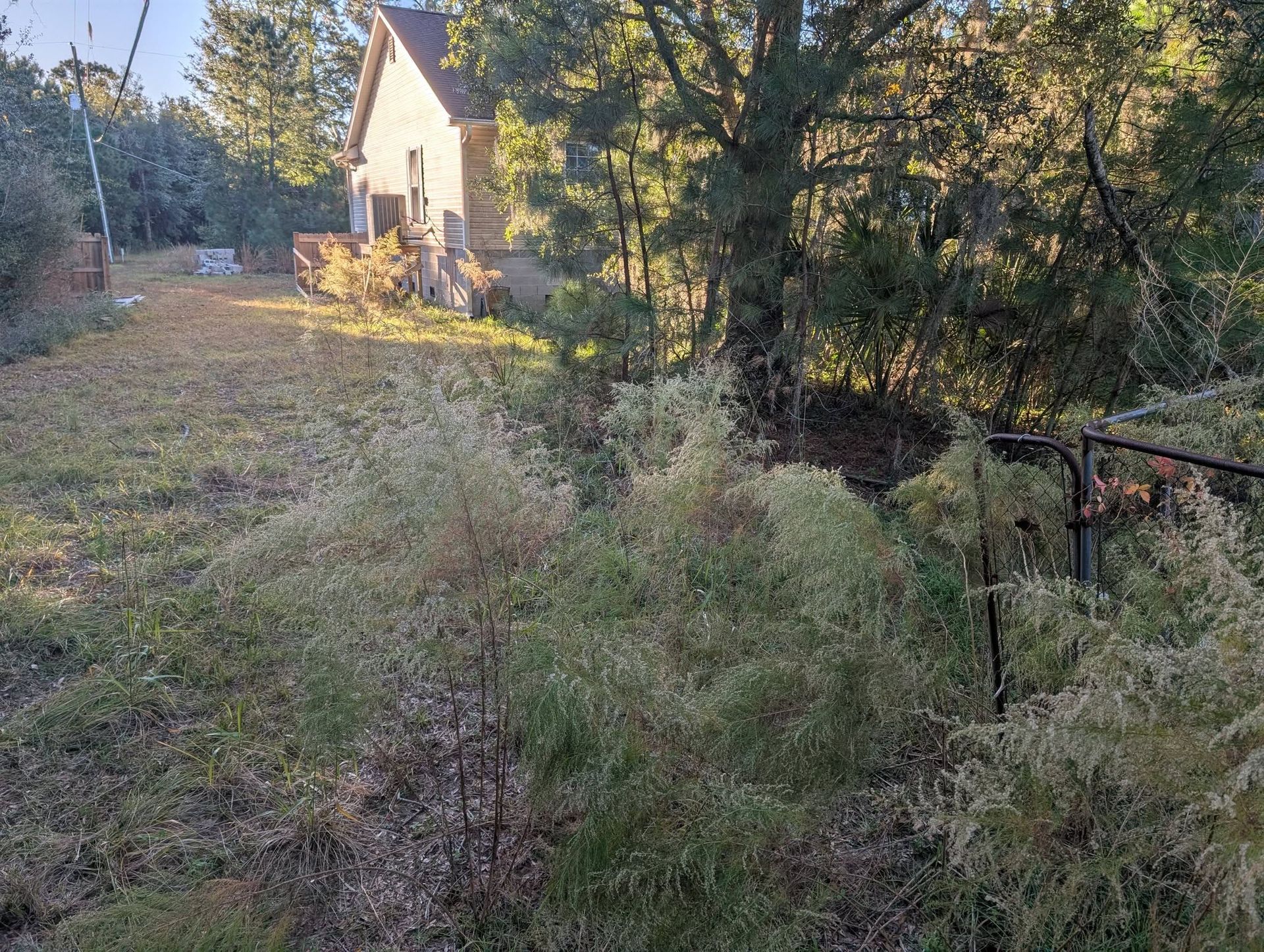 Grassy overgrown path beside a house and trees in warm evening light