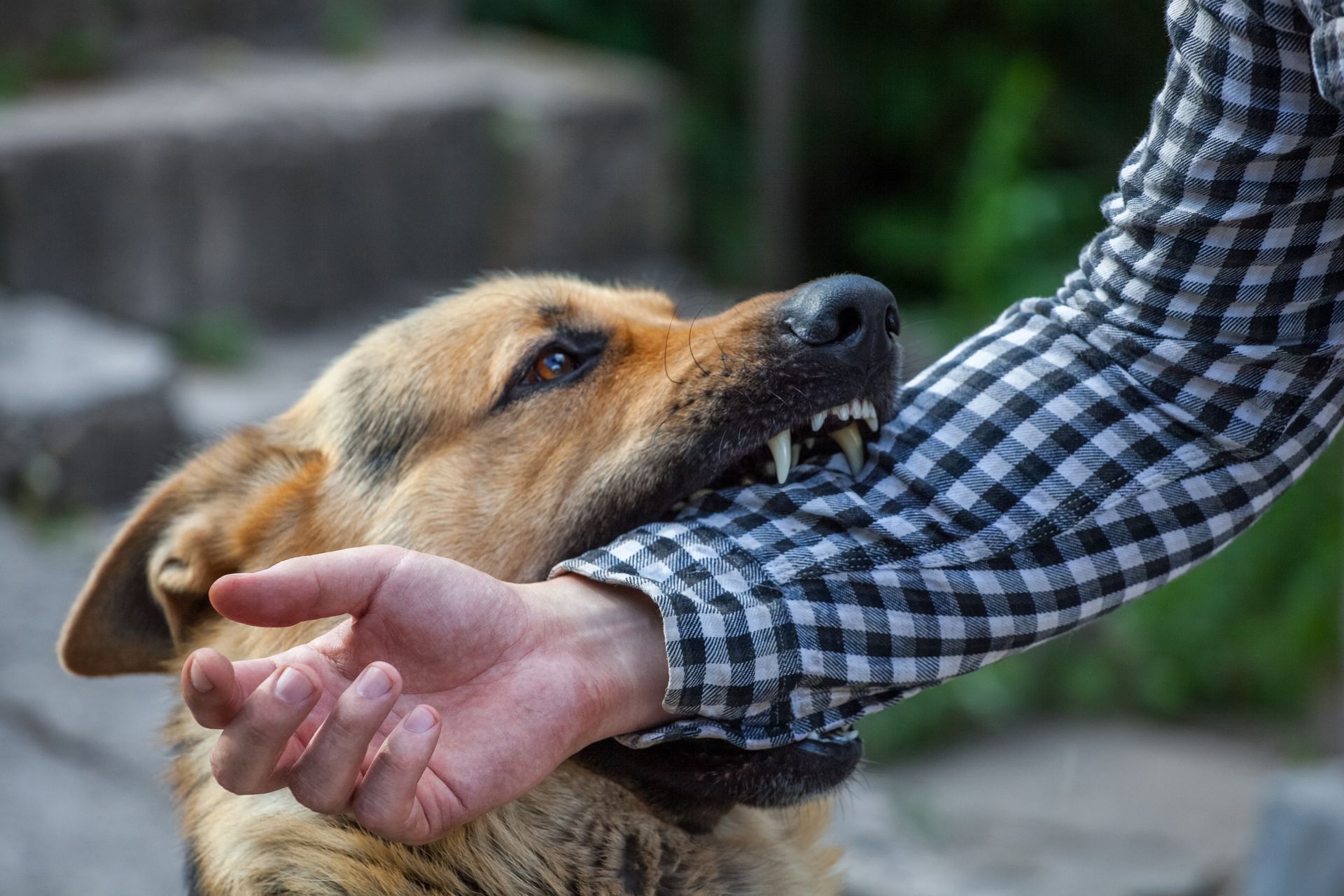 Dog Bite - Mukwanago, Wisconsin - Kmiec Law Offices, SC