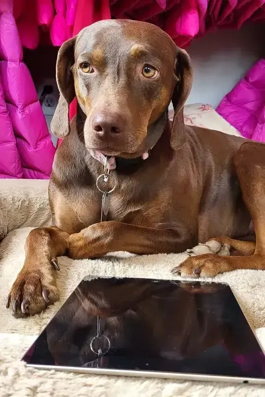 Brown dog lying on a couch beside a black tablet, with a bright pink blanket behind it