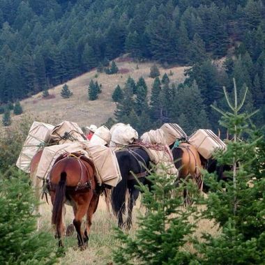 Pack animals carrying supplies along a forested mountain trail