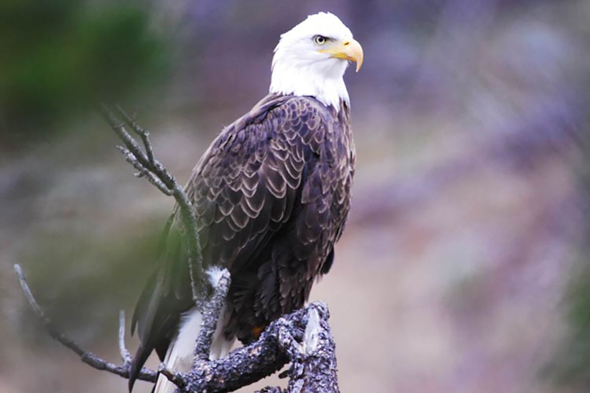Bald eagle perched on a branch, looking left against a blurred purple-green background
