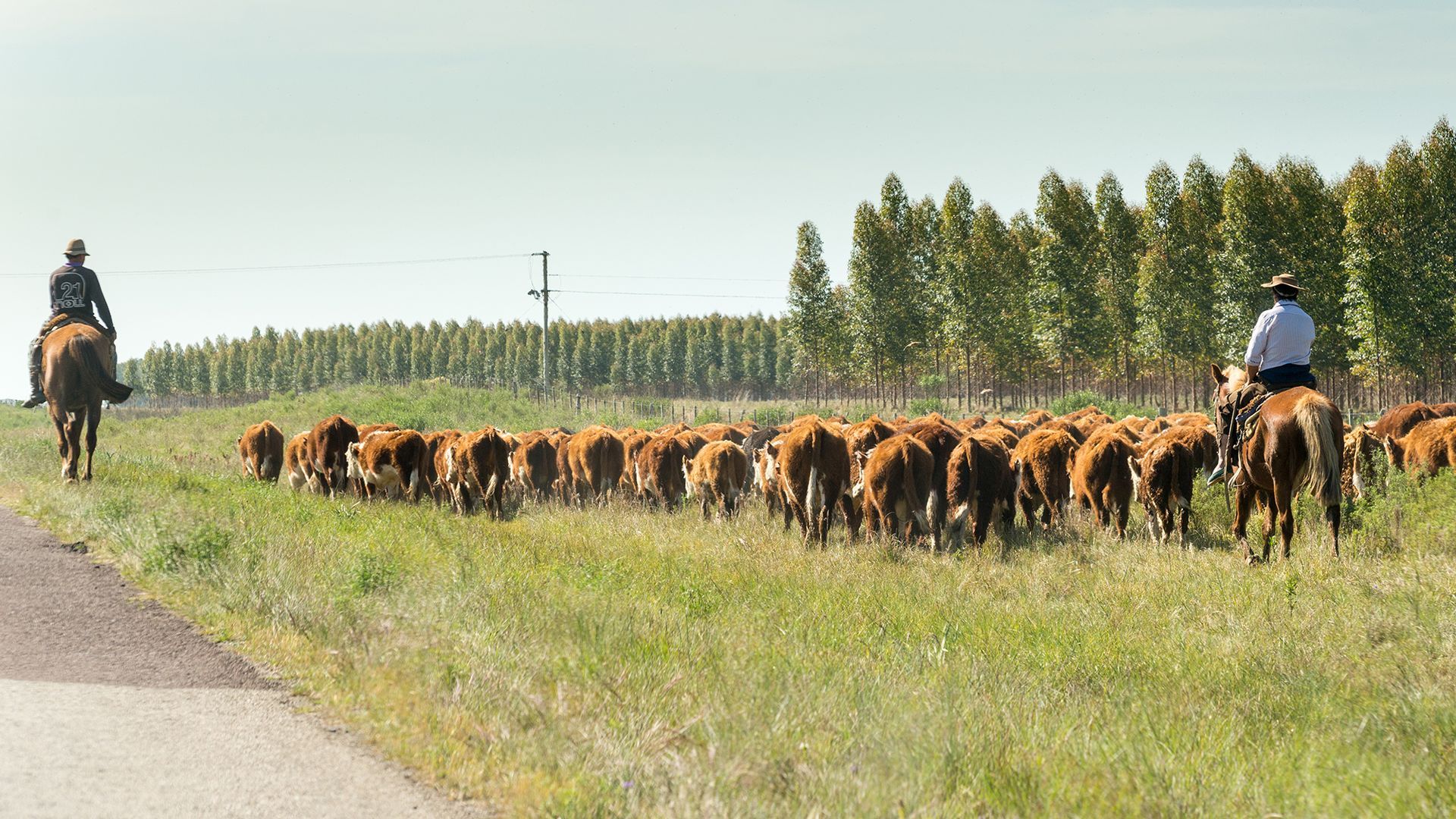 Cattle Drives