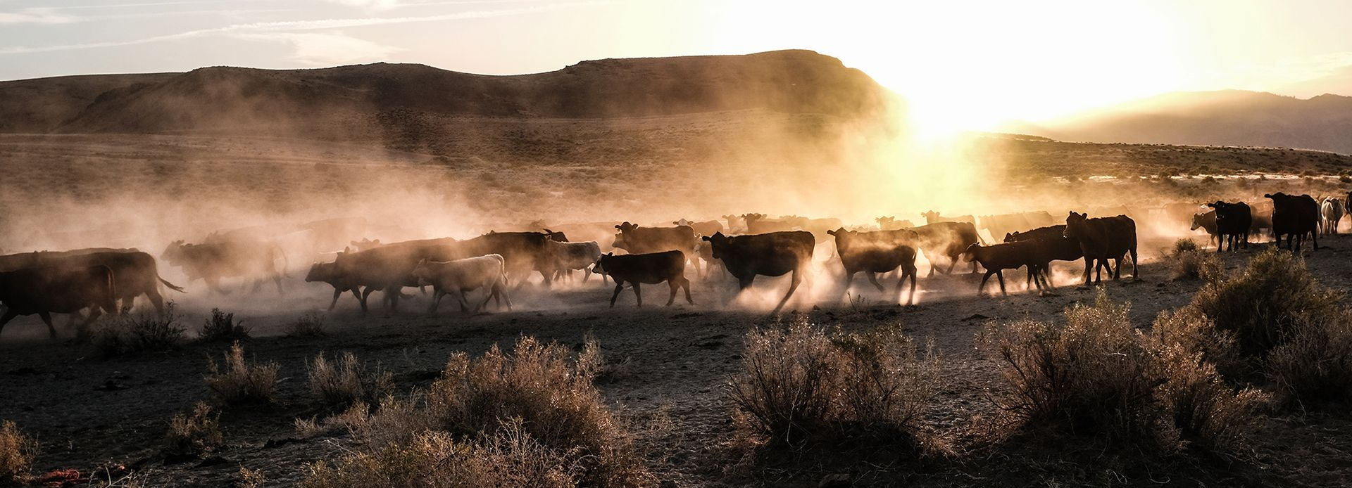 Cattle Drive Near Glacier National Park
