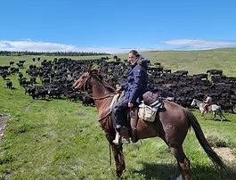Cattle Drives